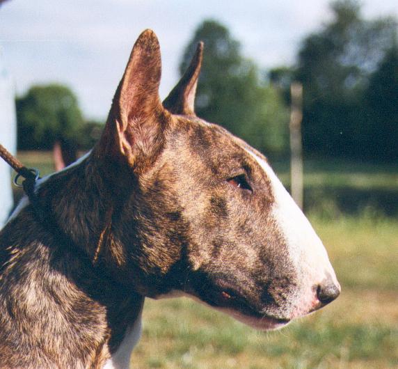 Savannah daring of Rollickingbull