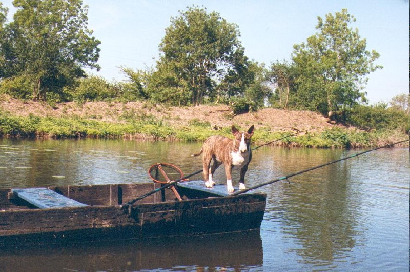 Savannah daring of Rollickingbull