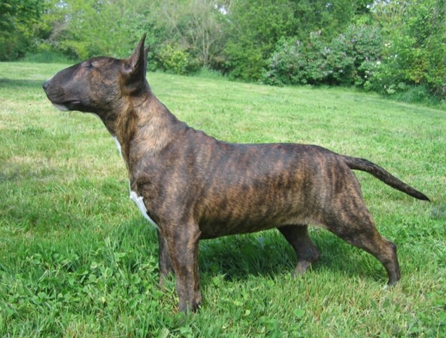 Cay Alabama of Rollickingbull