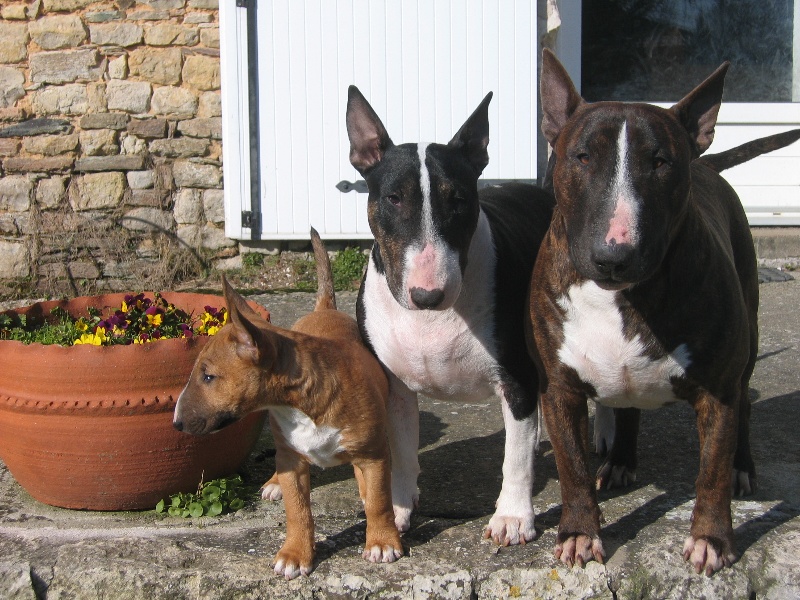 of Rollickingbull - Bull Terrier - Portée née le 07/12/2007